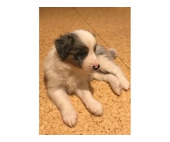 Border collie puppies  | free-classifieds-usa.com - 4
