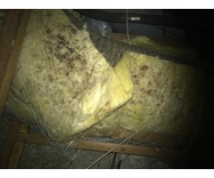 Rodent Solution | free-classifieds-usa.com - 4