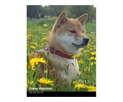 Shiba inu puppies | free-classifieds-usa.com - 3