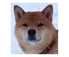 Shiba inu puppies | free-classifieds-usa.com - 4