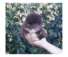 Exclusive Tiny Lavender Chocolate Pomeranian Puppy Male | free-classifieds-usa.com - 1