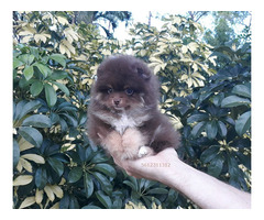 Exclusive Tiny Lavender Chocolate Pomeranian Puppy Male | free-classifieds-usa.com - 2