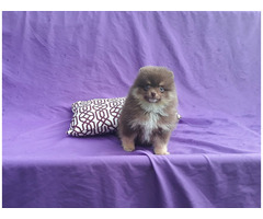 Exclusive Tiny Lavender Chocolate Pomeranian Puppy Male | free-classifieds-usa.com - 3