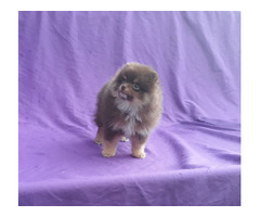 Exclusive Tiny Lavender Chocolate Pomeranian Puppy Male | free-classifieds-usa.com - 4