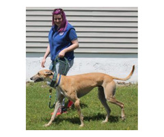 Dog Obedience Training Services in Albany NY | free-classifieds-usa.com - 1