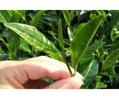 Matcha Green Tea | free-classifieds-usa.com - 4