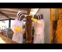 Killer bee live removal and Beehive removal at CA | free-classifieds-usa.com - 1
