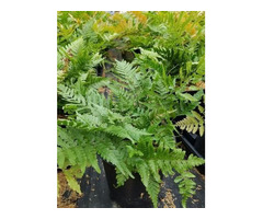 Get Brilliance Autumn Fern Plants - 1 Gallon Pot Online | free-classifieds-usa.com - 1