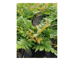 Get Brilliance Autumn Fern Plants - 1 Gallon Pot Online | free-classifieds-usa.com - 2