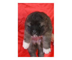 Caucasian shepherd puppies | free-classifieds-usa.com - 2