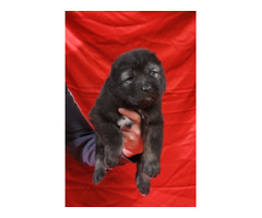 Caucasian shepherd puppies | free-classifieds-usa.com - 3