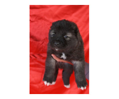 Caucasian shepherd puppies | free-classifieds-usa.com - 4