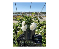 Flower Carpet White Rose Vine for Sale - 2 Gallon | free-classifieds-usa.com - 1