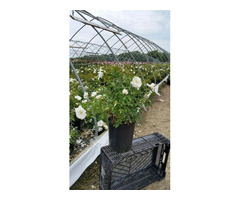 Flower Carpet White Rose Vine for Sale - 2 Gallon | free-classifieds-usa.com - 2