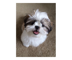 Looking for a small shih-tzu, Maltese, Yorkie or Maltipoo for $500 | free-classifieds-usa.com - 2