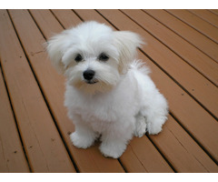 Looking for a small shih-tzu, Maltese, Yorkie or Maltipoo for $500 | free-classifieds-usa.com - 3
