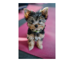 Looking for a small shih-tzu, Maltese, Yorkie or Maltipoo for $500 | free-classifieds-usa.com - 4