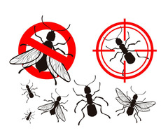 Pest Control Service | free-classifieds-usa.com - 1