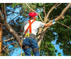 The 10 Best Tree Removal Companies In Baltimore, MD EasyGo PRO | free-classifieds-usa.com - 1