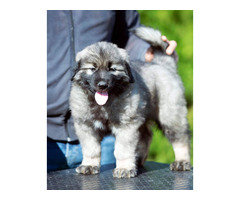 Yugoslavian shepherd dog - puppies  | free-classifieds-usa.com - 2