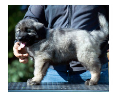 Yugoslavian shepherd dog - puppies  | free-classifieds-usa.com - 3