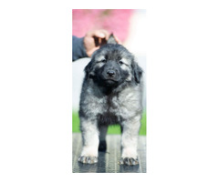 Yugoslavian shepherd dog - puppies  | free-classifieds-usa.com - 4