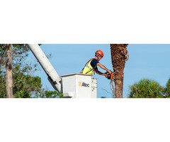 Yutzy Tree Service - St. Petersburg, FL | free-classifieds-usa.com - 2
