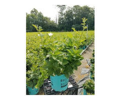 Shop for Rubus Baby Cakes Blackberry Plant - 2 Gallon Pot | free-classifieds-usa.com - 2