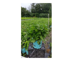 Shop for Rubus Baby Cakes Blackberry Plant - 2 Gallon Pot | free-classifieds-usa.com - 3