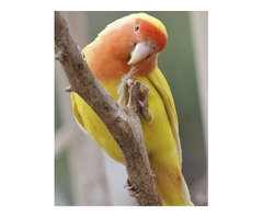 Lutino Peach Face Lovebird | free-classifieds-usa.com - 1