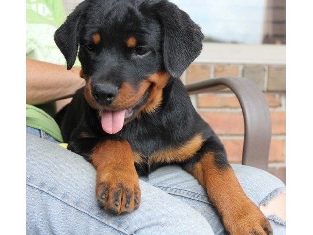 Rottweiler Puppies For Sale - Animals - Hopkinsville - Kentucky - announcement-27064