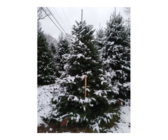Buy Fresh Cut Balsam Fir Christmas Trees 7-8 Foot | free-classifieds-usa.com - 1