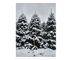 Buy Fresh Cut Balsam Fir Christmas Trees 7-8 Foot | free-classifieds-usa.com - 2