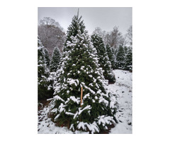 Buy Fresh Cut Balsam Fir Christmas Trees 7-8 Foot | free-classifieds-usa.com - 3