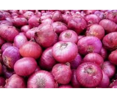 Eat High Quality Food Items by Purchasing Onions from Reputed Distributors | free-classifieds-usa.com - 1