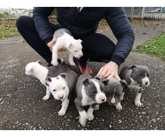 American Staffordshire Terrier blue puppies | free-classifieds-usa.com - 1