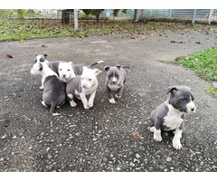 American Staffordshire Terrier blue puppies | free-classifieds-usa.com - 2