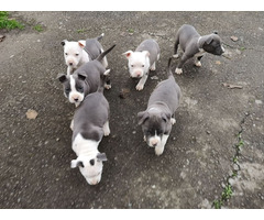 American Staffordshire Terrier blue puppies | free-classifieds-usa.com - 3