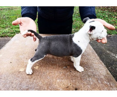 American Staffordshire Terrier blue puppies | free-classifieds-usa.com - 4