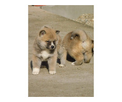Japanese akita puppies | free-classifieds-usa.com - 1