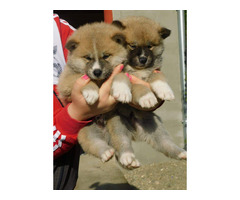 Japanese akita puppies | free-classifieds-usa.com - 2