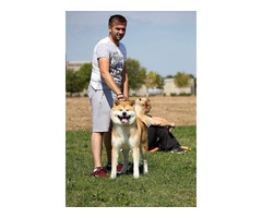 Japanese akita puppies | free-classifieds-usa.com - 4