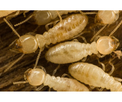 Quality Termite Control Service in Hampden  | free-classifieds-usa.com - 2