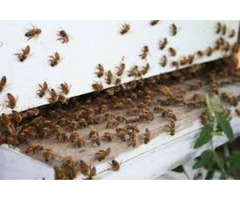 Reliable and Effective Bee Extermination in Houston  | free-classifieds-usa.com - 2