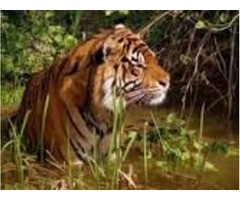 Wildlife Tour packages in India | free-classifieds-usa.com - 1