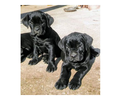 Cane corso puppies | free-classifieds-usa.com - 3