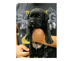 Cane corso puppies | free-classifieds-usa.com - 4