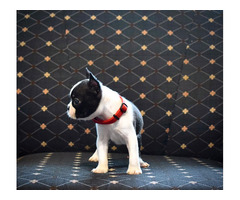 Boston terrier puppies | free-classifieds-usa.com - 1