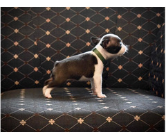 Boston terrier puppies | free-classifieds-usa.com - 3