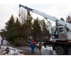 Sioux Falls Tree Service, Tree Removal Services Sioux Falls, SD | free-classifieds-usa.com - 1
